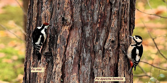 Pic mar  - Bruno Foulard