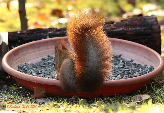 Ecureuil roux  - Bruno Foulard