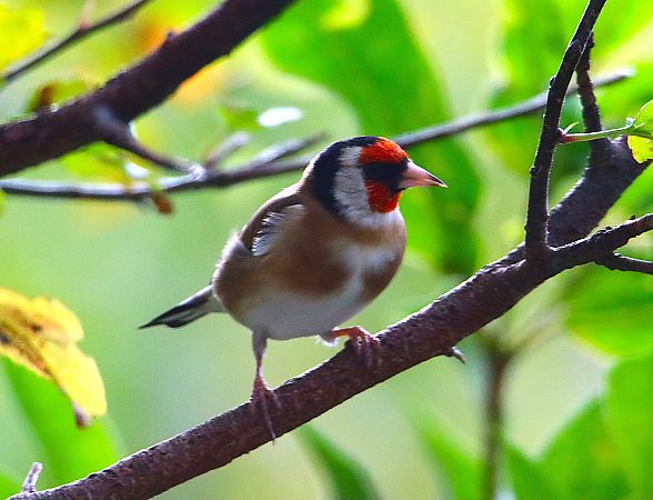Chardonneret élégant  - Carlos Malem