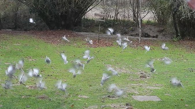 Tourterelle turque  - Yves Marchand