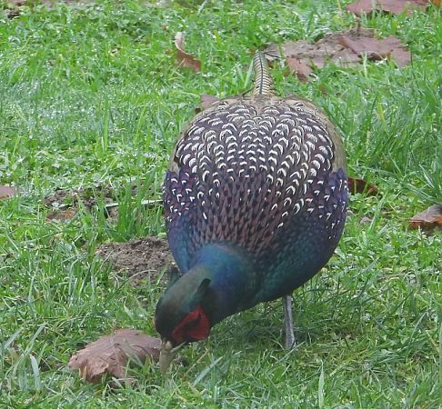 Faisan de Colchide  - Yves Marchand
