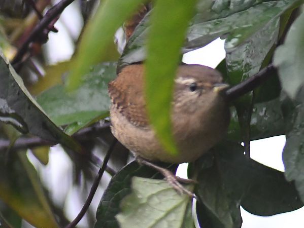 Troglodyte mignon  - Jean Remiosz