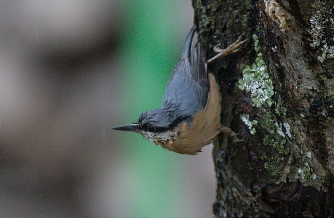 Sittelle torchepot  - Denis Fourcaud