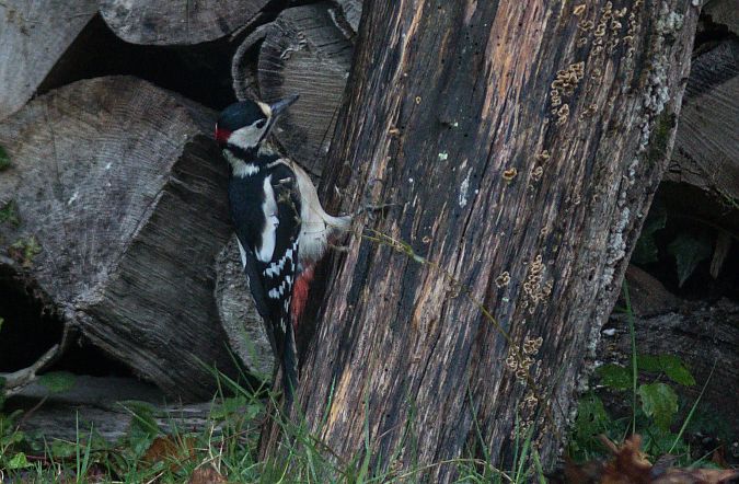 Pic épeiche  - Denis Fourcaud