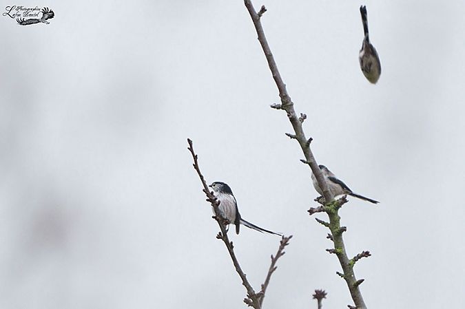 Mésange à longue queue  - Daniel Lafon