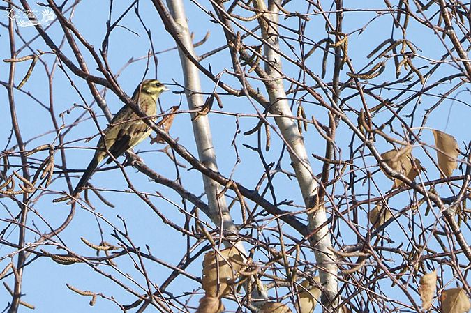 Bruant zizi  - Daniel Lafon