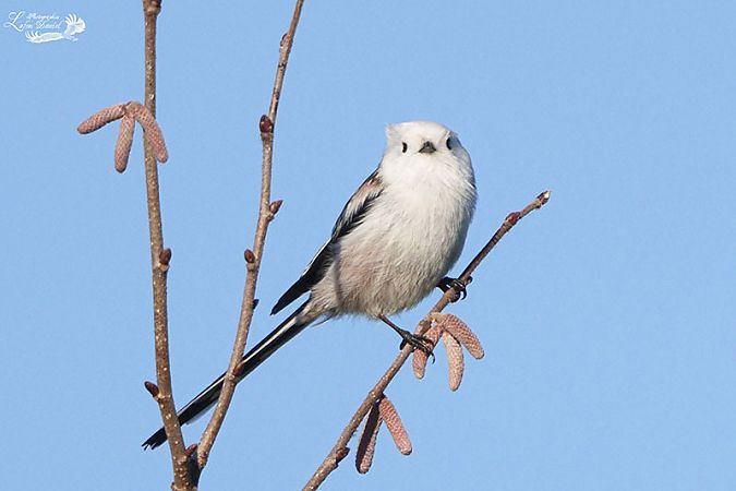 Mésange à longue queue  - Daniel Lafon
