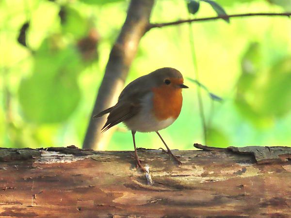 Rougegorge familier  - Frédérique Lucas