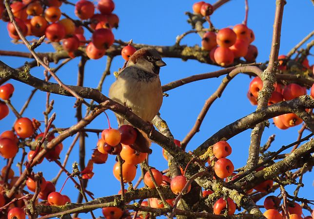 Moineau domestique  - Frédérique Lucas