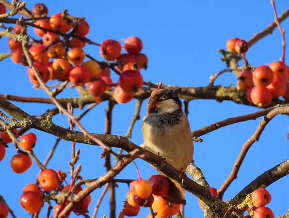 Moineau domestique  - Frédérique Lucas