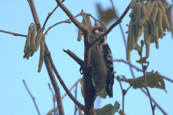 Pic épeichette  - Richard Hilaire