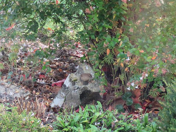 Troglodyte mignon  - Nelly Aubertin