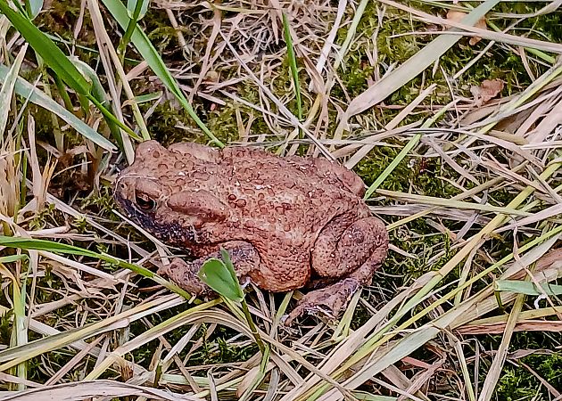 Crapaud épineux  - Bertrand Di Natale