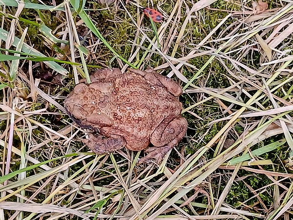 Crapaud épineux  - Bertrand Di Natale