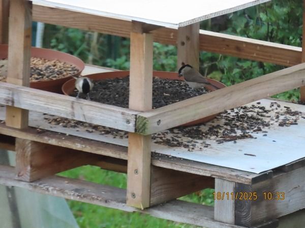 Mésange nonnette  - Christian Vial