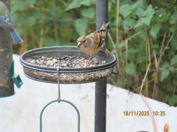 Pinson du Nord  - Christian Vial