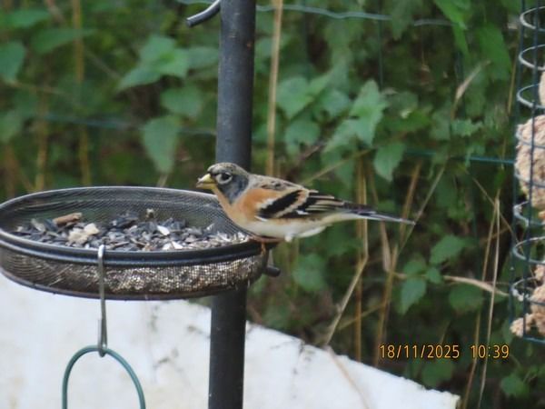 Pinson du Nord  - Christian Vial