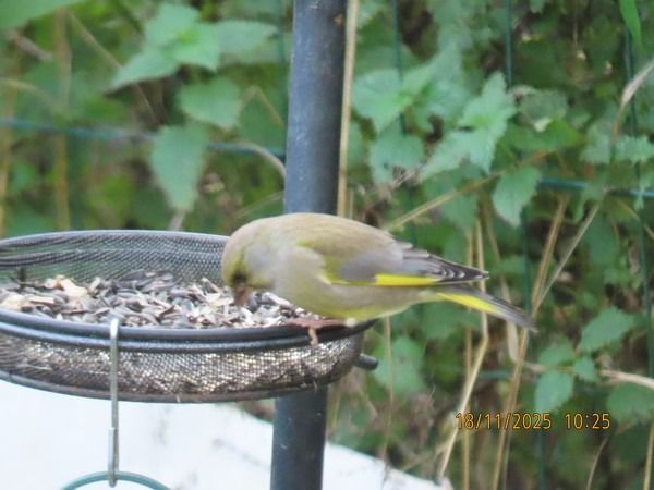 Verdier d'Europe  - Christian Vial