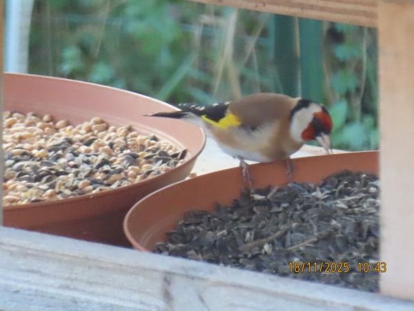 Chardonneret élégant  - Christian Vial