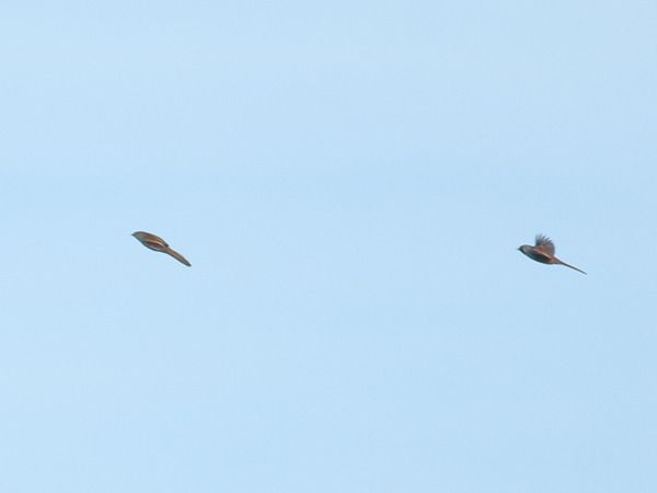 Panure à moustaches  - Adrien Mauss