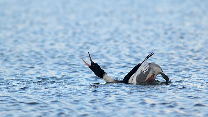 Harle huppé  - Adrien Mauss