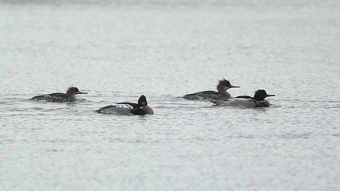 Harle huppé  - Adrien Mauss