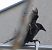 Corneille noire (Corvus corone) © Thierry Rousselot