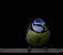 Mésange bleue  - Lionel Bouvier
