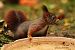 Ecureuil roux (Sciurus vulgaris) © Bruno Foulard