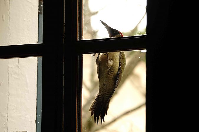 Pic vert  - Michel Denarié