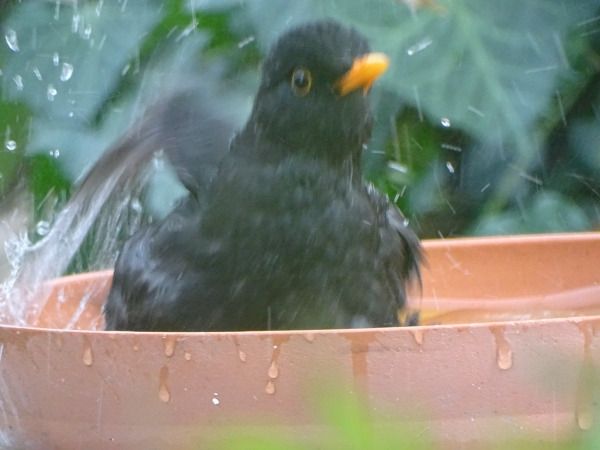 Merle noir  - Denis Marmonier