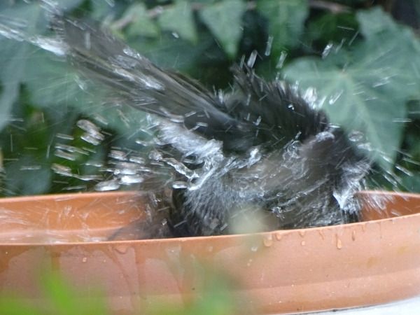 Merle noir  - Denis Marmonier