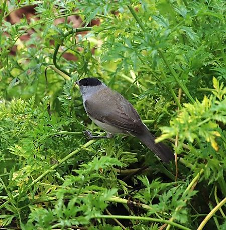Fauvette à tête noire  - François Huin