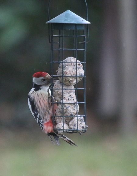 Pic mar  - Nicole Deschaume