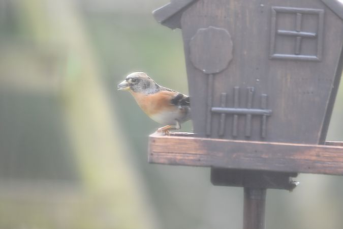 Pinson du Nord  - Lysianne et Michel Hainaut