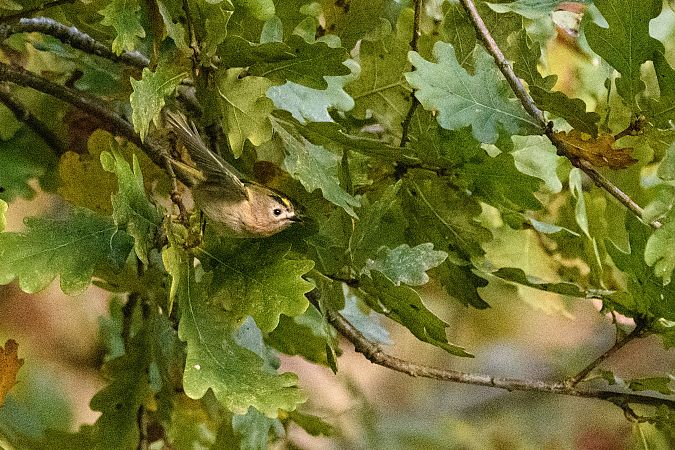 Roitelet huppé  - Tony Rinaud
