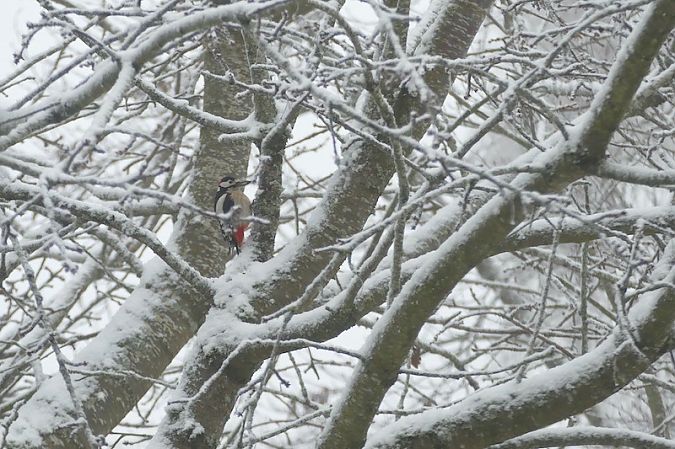 Pic épeiche  - Nicole Taillandier