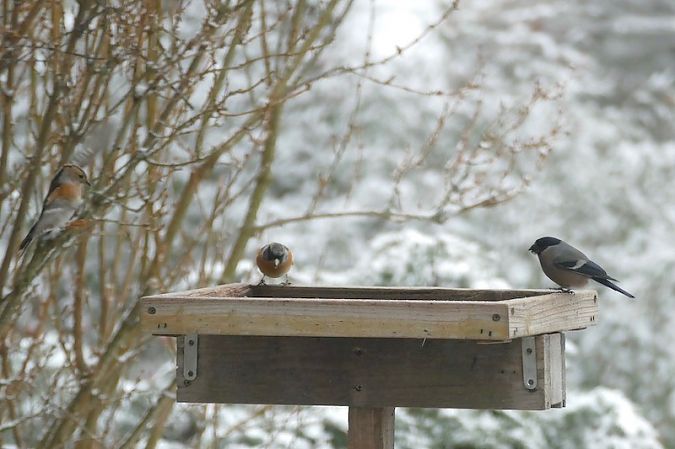 Bouvreuil pivoine  - Nicole Taillandier