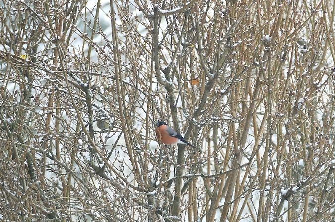 Bouvreuil pivoine  - Nicole Taillandier