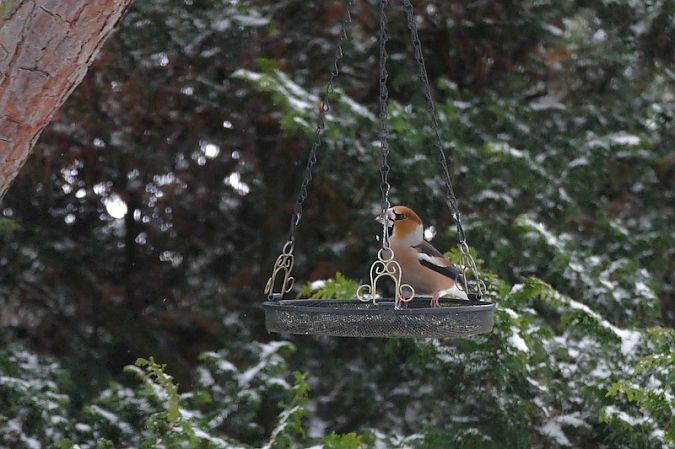Grosbec casse-noyaux  - Nicole Taillandier