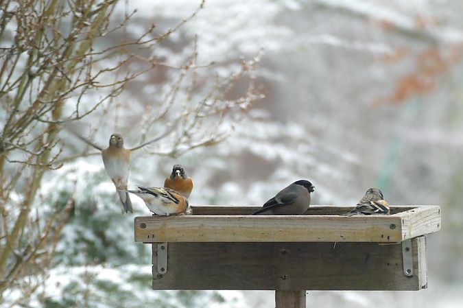 Pinson du Nord  - Nicole Taillandier