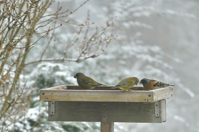 Verdier d'Europe  - Nicole Taillandier