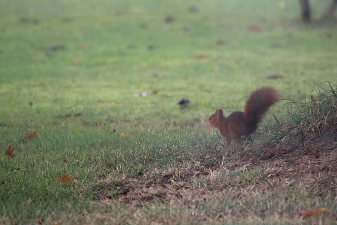 Ecureuil roux  - Thierry Lantrain