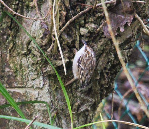 Grimpereau des jardins  - Thierry Lantrain