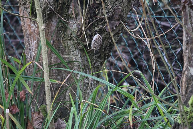Grimpereau des jardins  - Thierry Lantrain