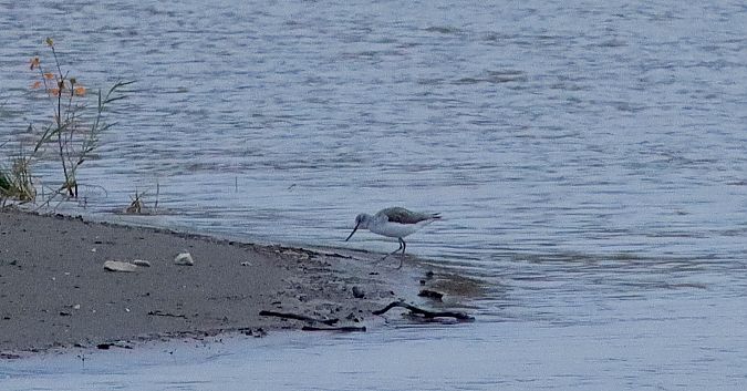 Chevalier aboyeur  - Patrick Kern