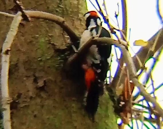 Pic épeiche  - Laurent Pascual-Le Tallec