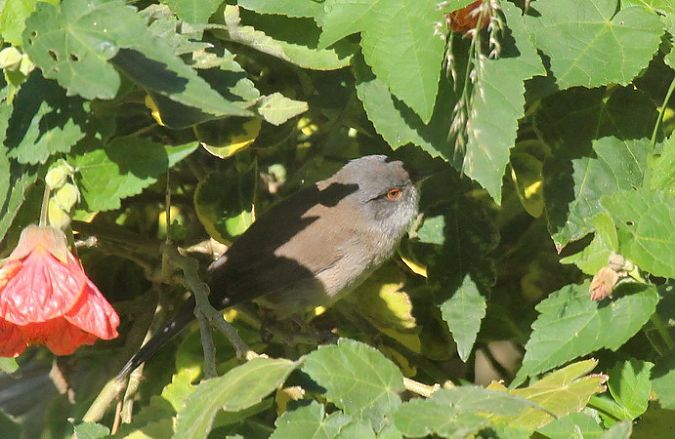 Fauvette mélanocéphale  - Guy Lemaire