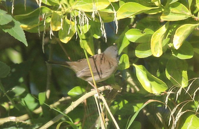 Fauvette mélanocéphale  - Guy Lemaire