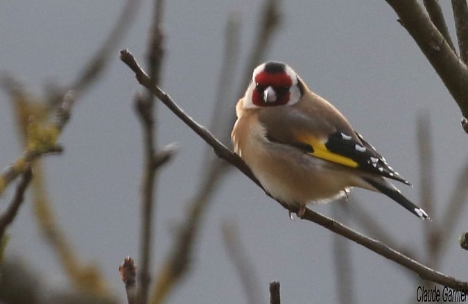 Chardonneret élégant  - Claude Garnier